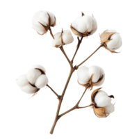 Closeup Cotton Bolls Natural White Background on transparent background. png