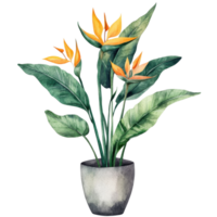 Watercolor Bird of Paradise Nursery Art on transparent background. png