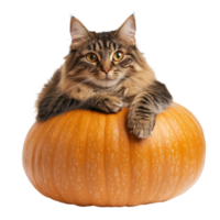 Autumn Cat Resting on Giant Pumpkin on transparent background. png