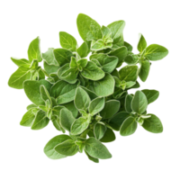 Fresh Organic Oregano Culinary Herb on transparent background. png