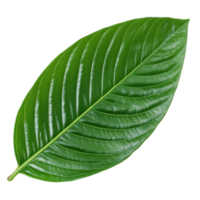 Vibrant Green Leaf Close Up on transparent background. png
