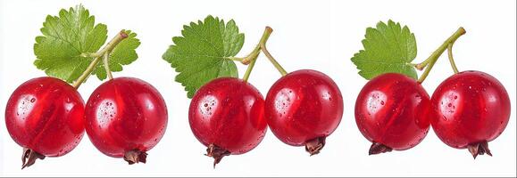 Red currant isolated on white background with clipping path photo
