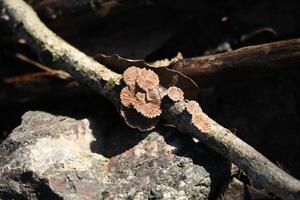 a small brown mushroom on a branch photo