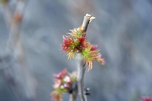 a small branch with red and green leaves photo
