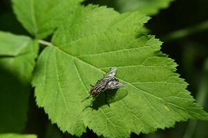 A fly is perched on a green leaf. photo