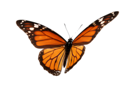 Monarch butterfly . Beautiful orange and black monarch butterfly isolated, symbolizing transformation, migration, and freedom png