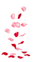 Rose petals in motion, floating through the air for nature-inspired and romantic design concepts isolated on transparent background png