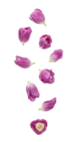 púrpura tulipán flores aislado en un transparente fondo, Perfecto para primavera floral diseños y elegante naturaleza temas png