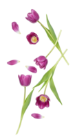 Flat lay of purple tulips in full bloom, captured from a top view for seasonal spring compositions and floral arrangements png