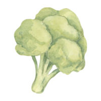A single broccoli head painted in shades of green with a textured watercolor technique. This vegetable illustration is perfect for health-themed infographics, diet plans, and fresh produce packaging png