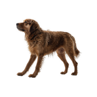 Nova scotia duck tolling retriever side view png