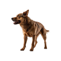 Austrian pinscher dog is brown with a sharp gaze png