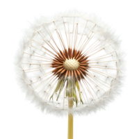 Realistic Dandelion With Floating Seeds On Transparent Background png