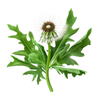 Realistic Dandelion Flower With Green Leaves And Floating Seeds On Transparent Background png