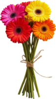 A bouquet of colorful gerbera daisies tied with twine png