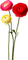 Three red and yellow flowers are in a vase png