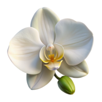 wonderful classic A single perfect white orchid, elegant composition, soft lighting, botanical illustration style professional png