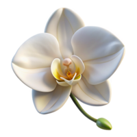 magnificent traditional A single perfect white orchid, elegant composition, soft lighting, botanical illustration style premium png