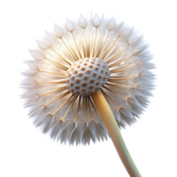 wonderful classic A single dandelion seedhead, delicately lit from behind, with visible seeds, ethereal style detailed png