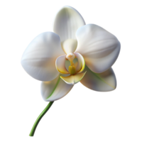 dramatic minimalist A single, perfect white orchid, backlit by a soft light, with delicate details and a pure white background original png