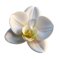 vibrant artistic A single, perfect white orchid, backlit by a soft light, with delicate details and a pure white background exclusive png