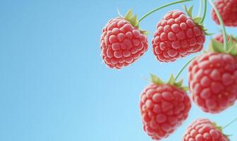 Raspberry isolated on blue background with copy space photo