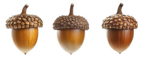 Acorn isolated on white background with clipping path photo