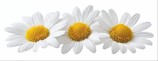 Chamomile isolated on white background, hight detailed upscaled image photo