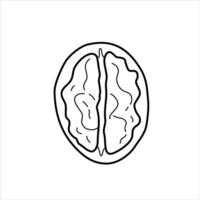 Line illustration of a half of a walnut in the shell. vector