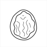 Illustration of a half of a walnut in the shell. vector
