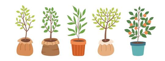 Set of tree seedlings isolated on white background. Spring, gardening and ecology concept. Save the planet concept. vector