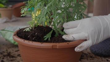 Gardening activity in a sunny location with potted plants video