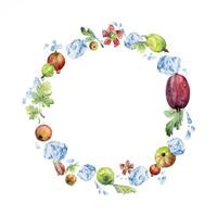Gooseberry Currant berries flying in water splash with green leaves, flowers, dew drops ice cubes, wreath hand drawn in watercolor. Ripe garden casseille. Isolated circle frame. Fresh grocery store vector