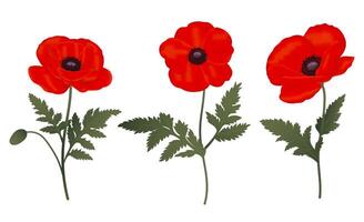 set of 3 red bright poppies on white background vector