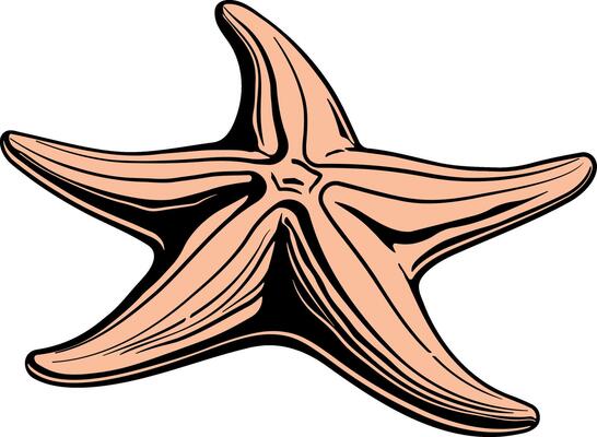 beige starfish with black outline