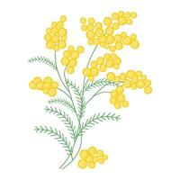 Spring mimosa branches with blooming flowers. Delicate composition vector