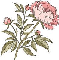 A pink peony flower with leaves and buds vector