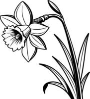 Daffodil flower coloring pages vector