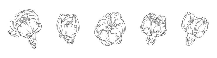 Apricot blossom buds in a graceful thin line in different corners or angles. Outline of Japanese sakura flowers beginning to bloom. Hand drawn sketch of cherry, black contour vector