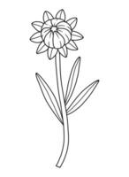 Closed wildflower bud with sepals, line art style. Blooming wild plant coreopsis, meadow flower. Botanical elements for design projects, ink outline. Detailed floral, black contour vector