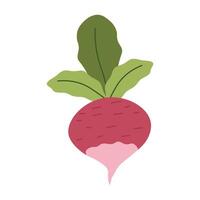 Flat style illustration of a radish with green leaves, ideal for healthy eating, cooking projects, and vegetable-inspired designs. vector