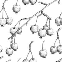 Seamless pattern with paradise apples. Hand drawn illustration. vector