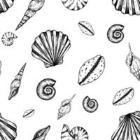 Seamless pattern with beautiful shells. Hand painted line seashell. Graphic clip art isolated on background. Underwater illustration. For designers, invitations, decoration, postcards, wrapping vector