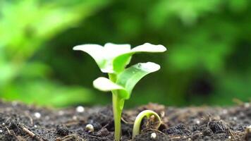 A small green plant growing in dark soil under a bright sky with large trees in the background video