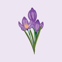 Crocus flower bouquet showing different blossom phases, ideal for garden and seasonal designs vector