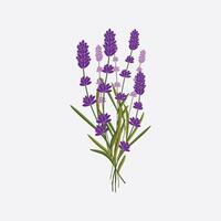Isolated lavender flower bunch on a subtle backdrop, ideal for Mothers Day themes vector