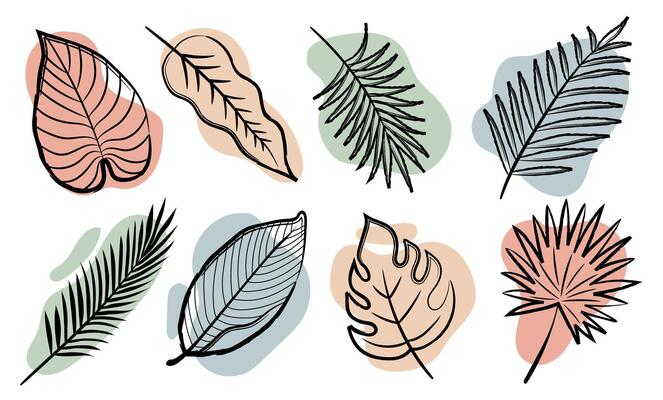 Summer hand drawn leaves. Exotic tropical leaves. Monstera, Rhopalostylis, Areca, Banana, palm tree. Black crayon brush style elements on pastel color spots set on white background.