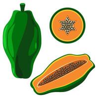 Papaya whole, halved and sliced vector