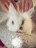 Unrecognizable person caressing white rabbit photo