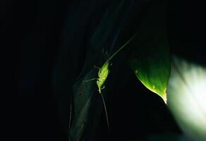 Night photo of a rhinoceros grasshopper perched on a leaf